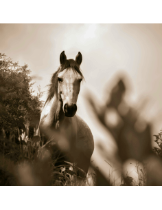 copy of copy of copy of Diseño y Desarrollo Prestashop®